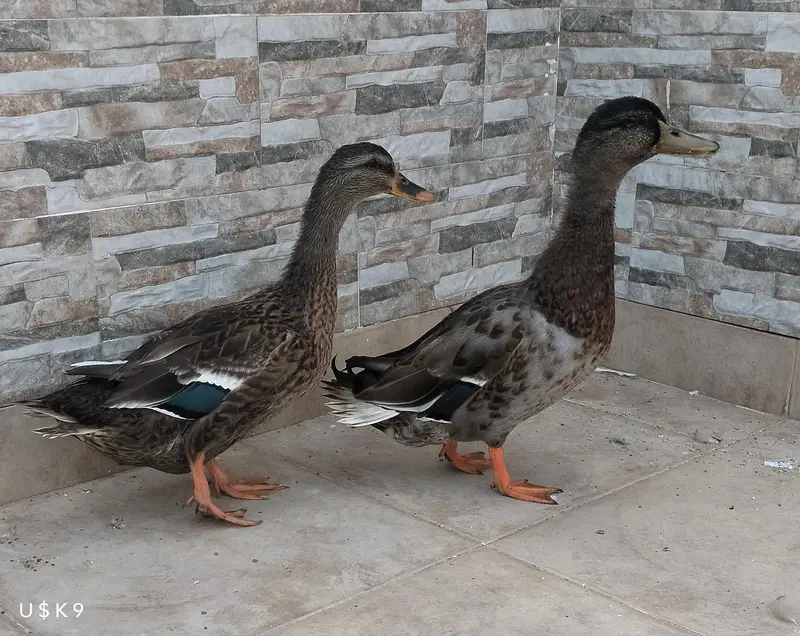 Quality Ducks