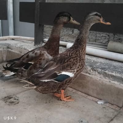 Quality Ducks