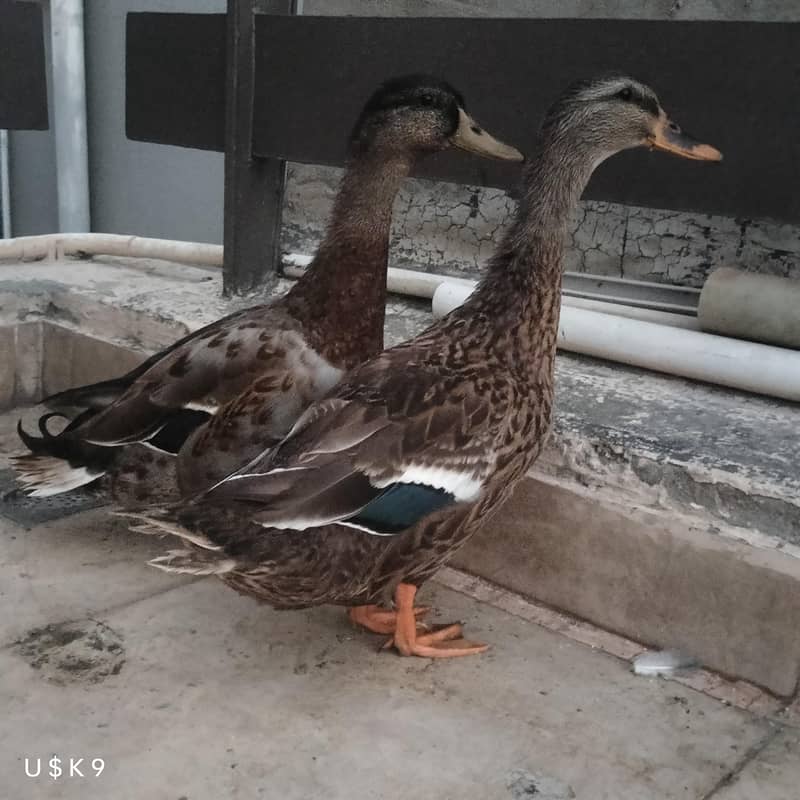 Quality Ducks 1