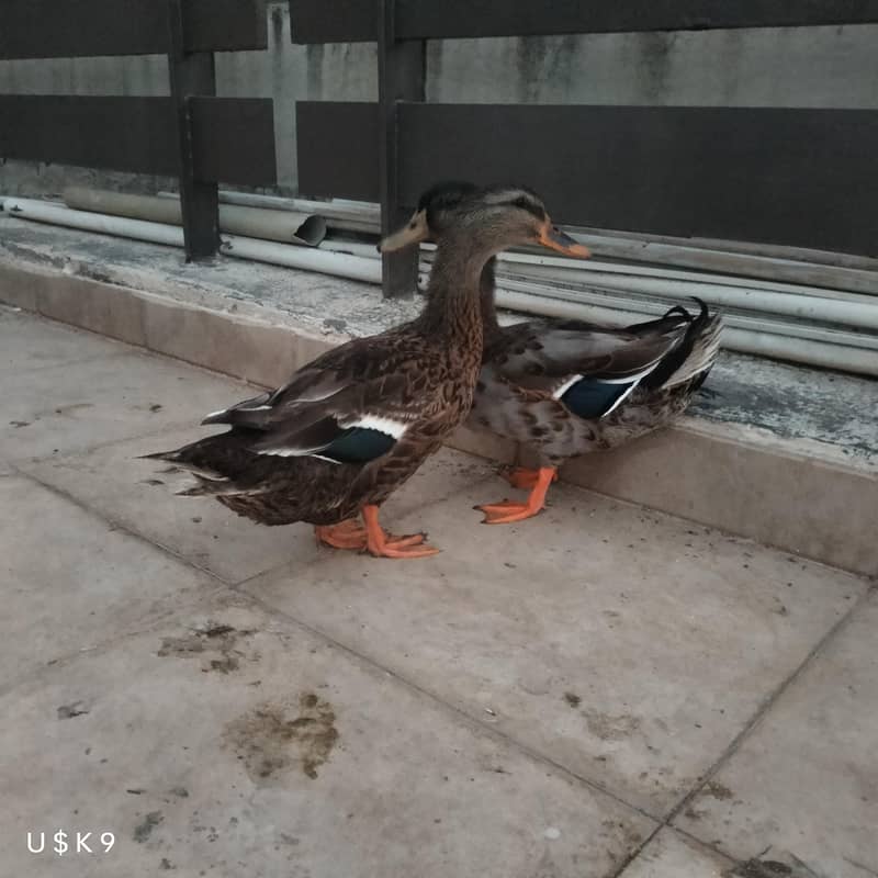 Quality Ducks 2