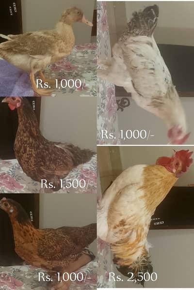 for sale