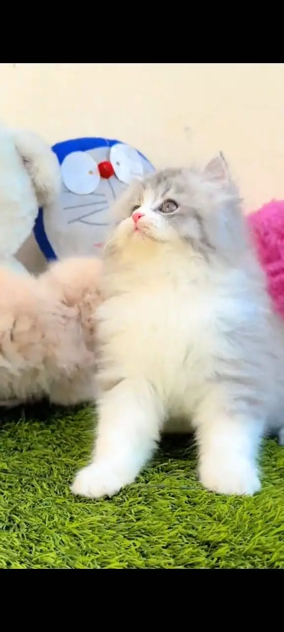 Quality Persian Punchface cat & kitten. moreWhatsApp 03704602354 — photo 3