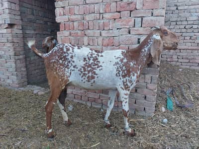 Bakri for sale