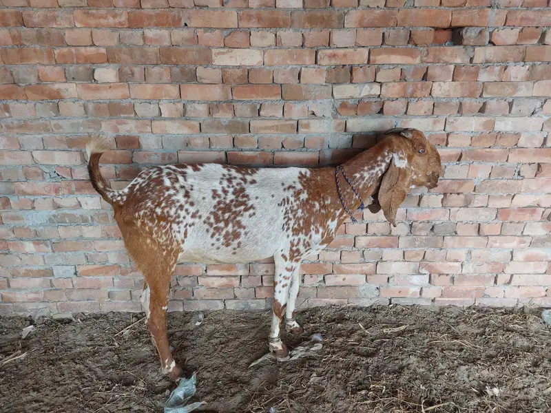 Bakri for sale — photo 2