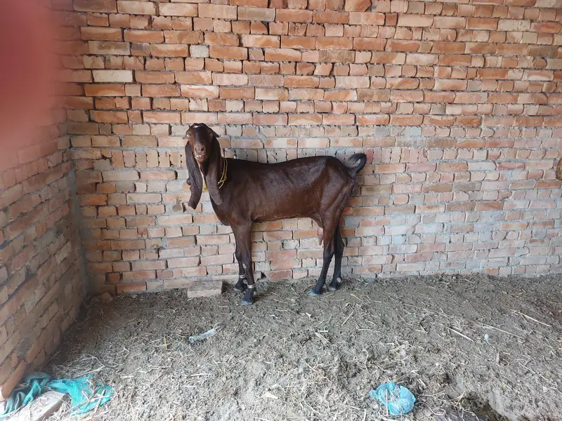 Bakri for sale — photo 3