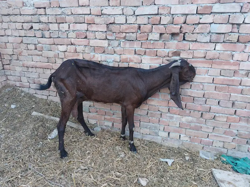 Bakri for sale — photo 4