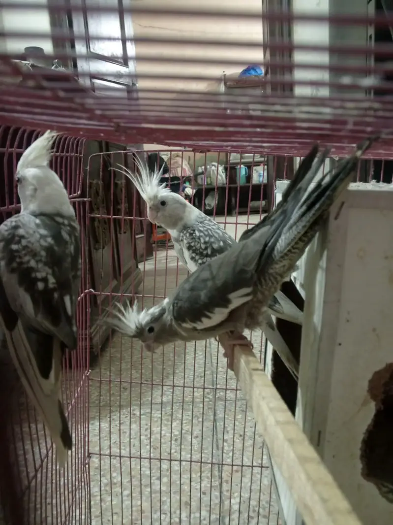 one pair and one baby — photo 4