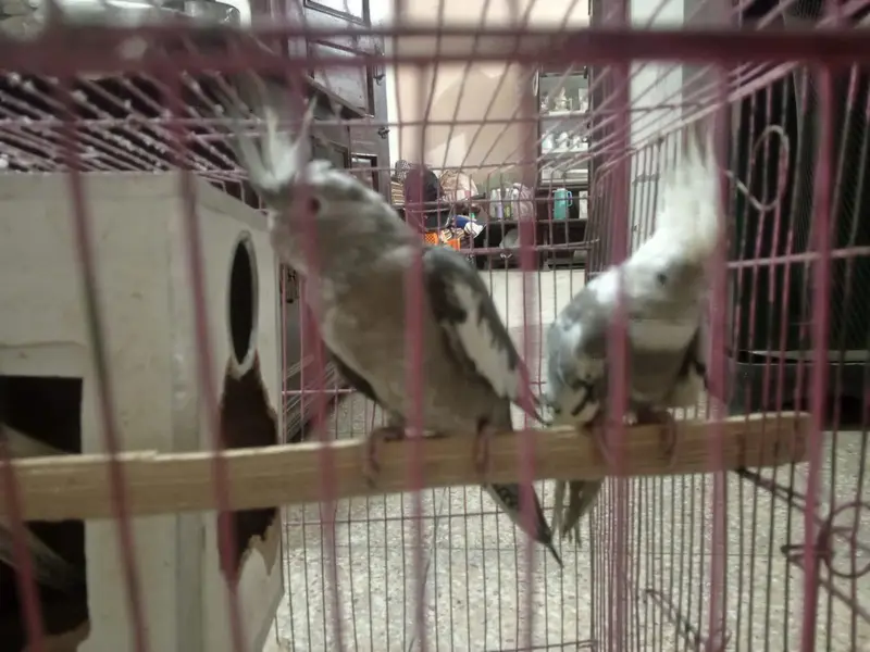 one pair and one baby — photo 9