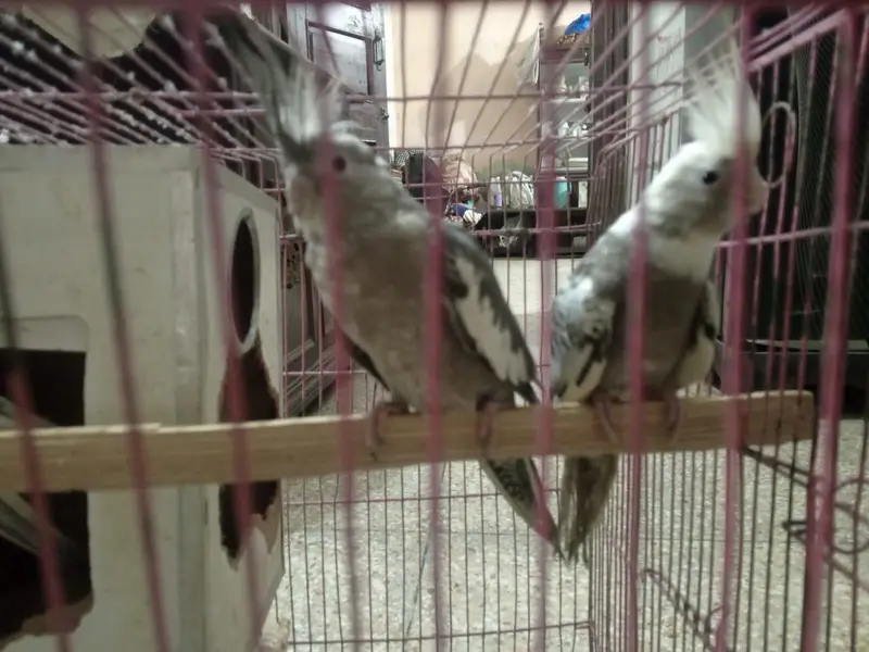 one pair and one baby — photo 10