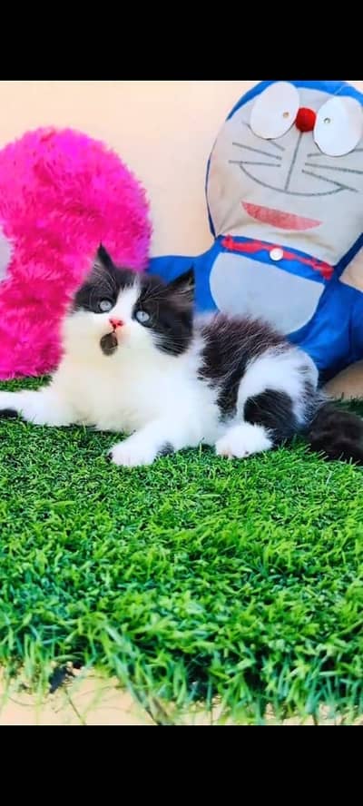 Quality Persian Punchface cat & kitten. moreWhatsApp 03704602354
