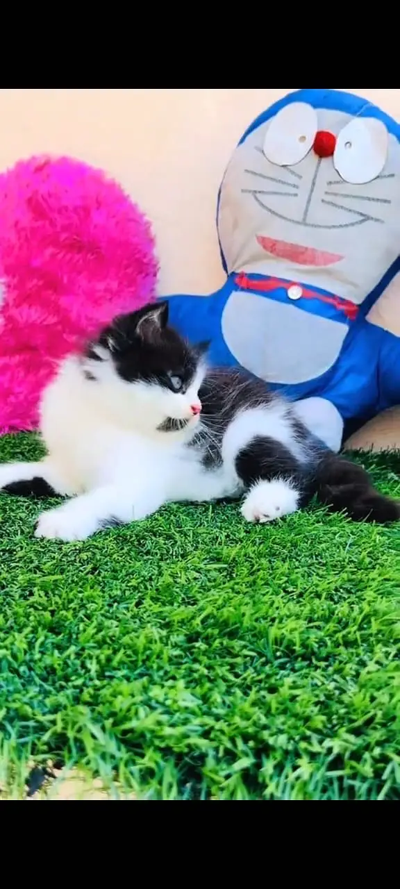 Quality Persian Punchface cat & kitten. moreWhatsApp 03704602354 — photo 2