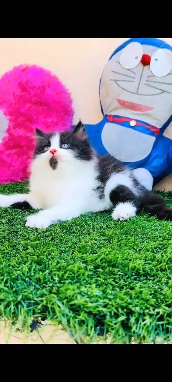 Quality Persian Punchface cat & kitten. moreWhatsApp 03704602354 — photo 3