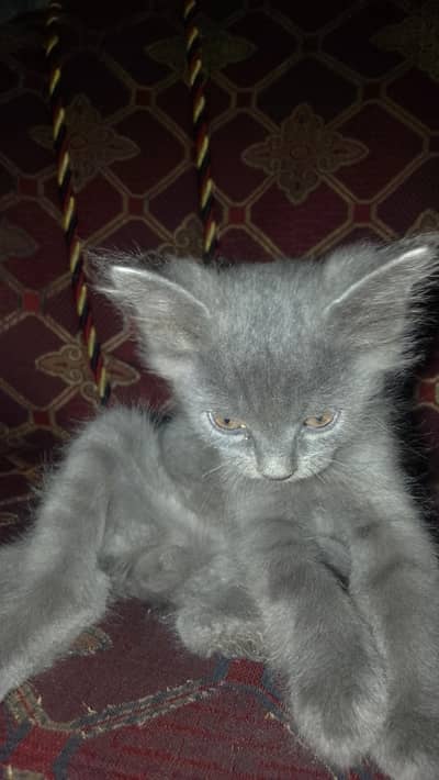 For Sale