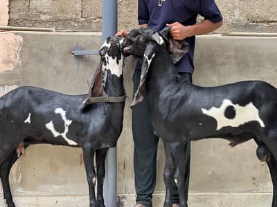 pure Beetal pair For sale