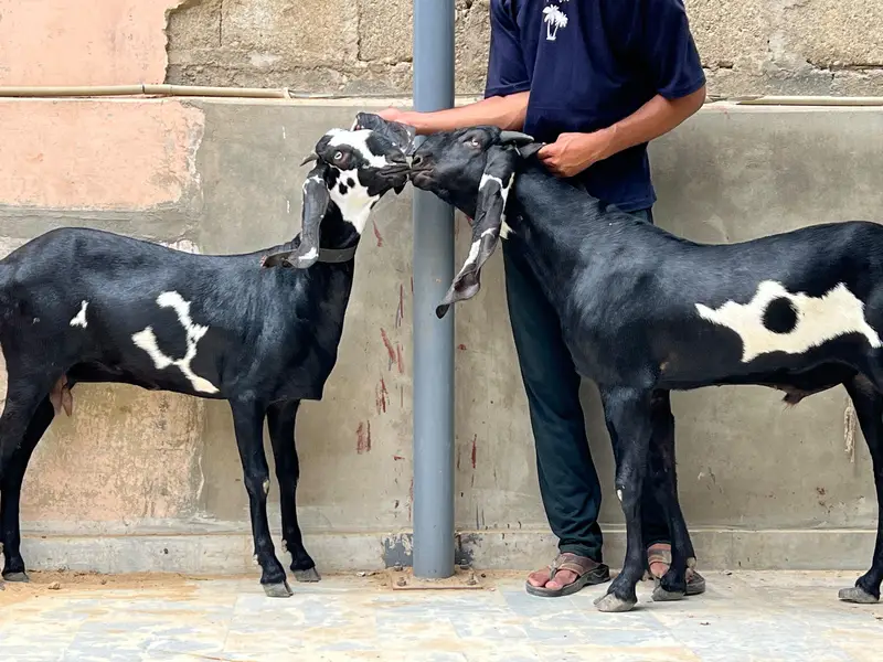 pure Beetal pair For sale — photo 3