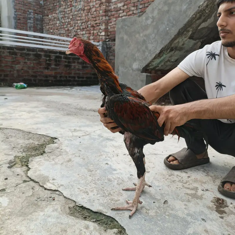8 month age ha ic ki ghr ka patha ha — photo 2