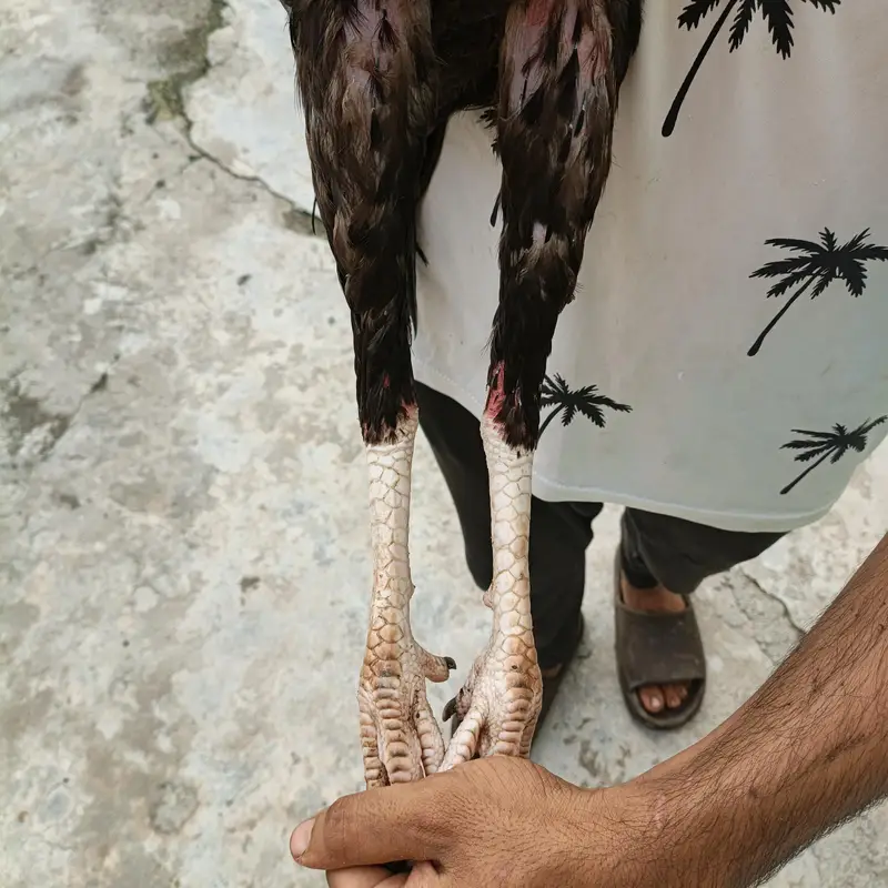 8 month age ha ic ki ghr ka patha ha — photo 4