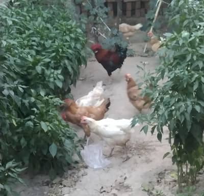 مرغیاں برائے فروخت 6