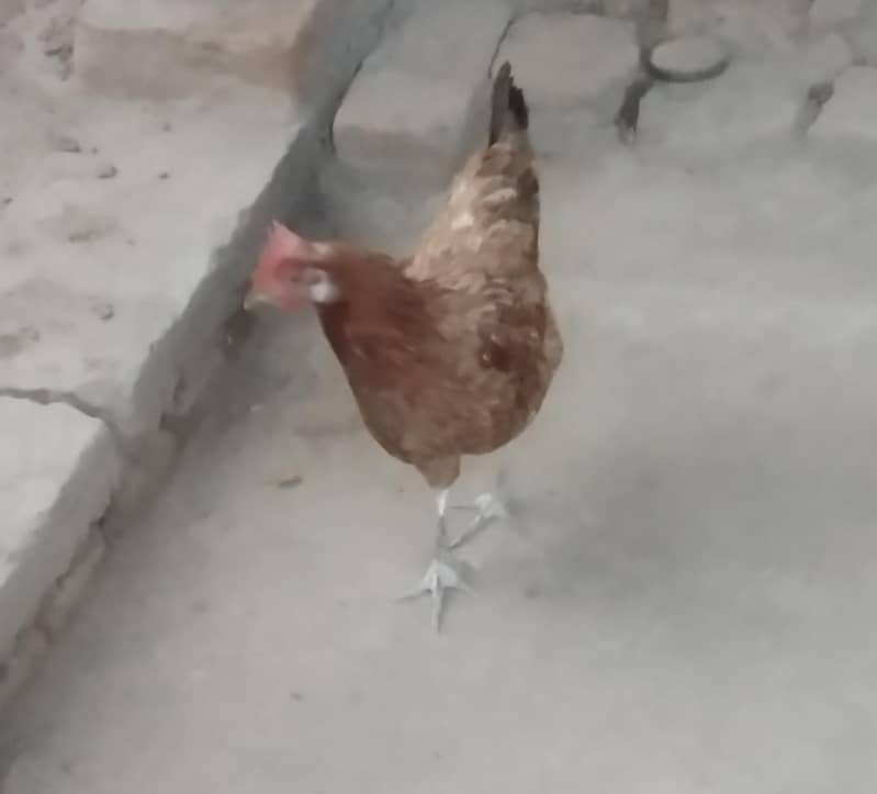 مرغیاں برائے فروخت 6 1