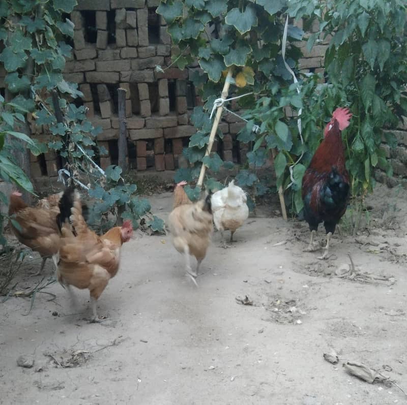 مرغیاں برائے فروخت 6 2