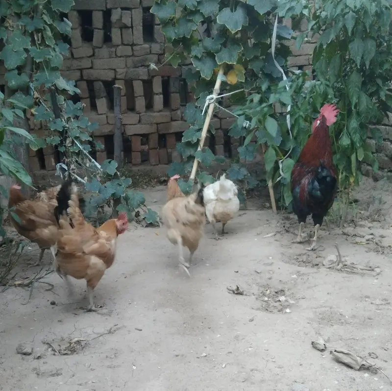 مرغیاں برائے فروخت 6 — photo 3