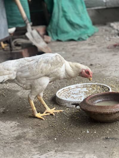 White Shamo Hen