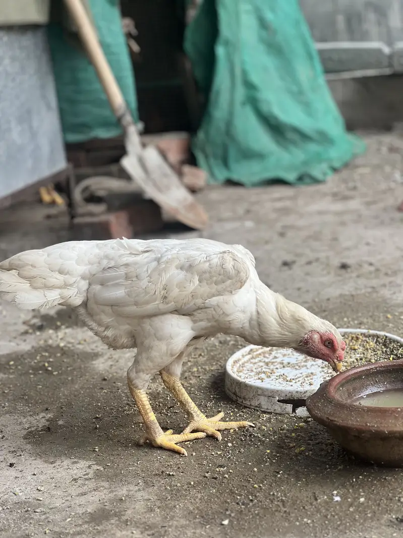 White Shamo Hen — photo 2
