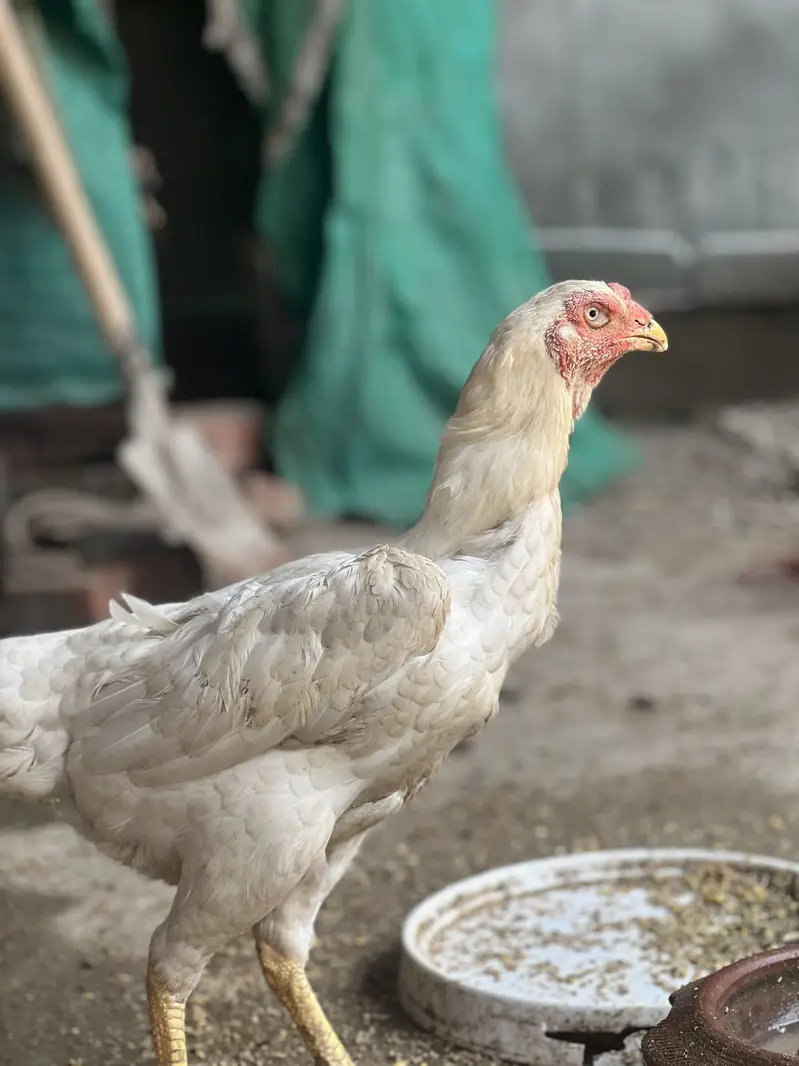 White Shamo Hen — photo 3
