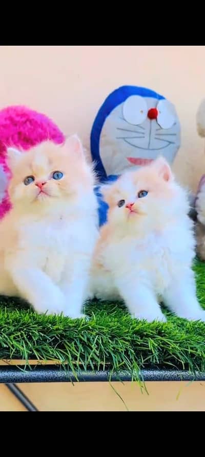 Quality Persian Punchface cat & kitten. moreWhatsApp 03704602354
