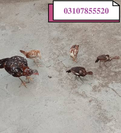For sale aseel murgi or 4 bacche