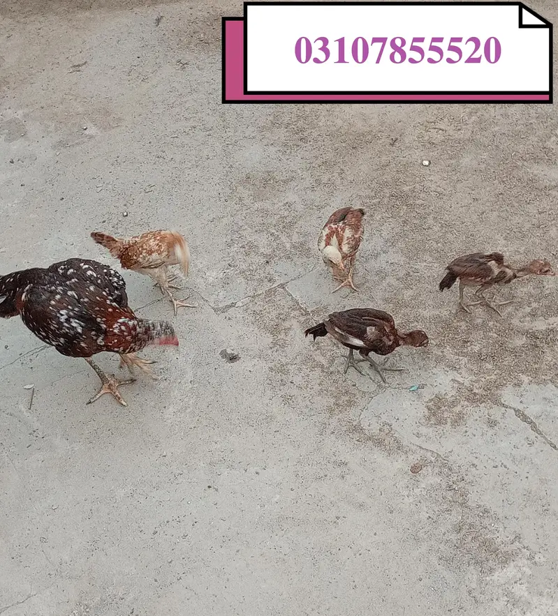 For sale aseel murgi or 4 bacche — photo 2