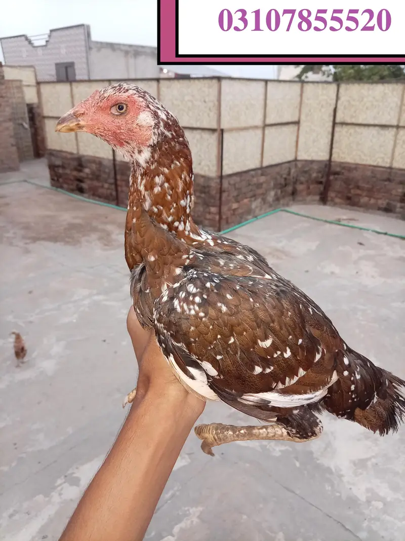 For sale aseel murgi or 4 bacche — photo 3