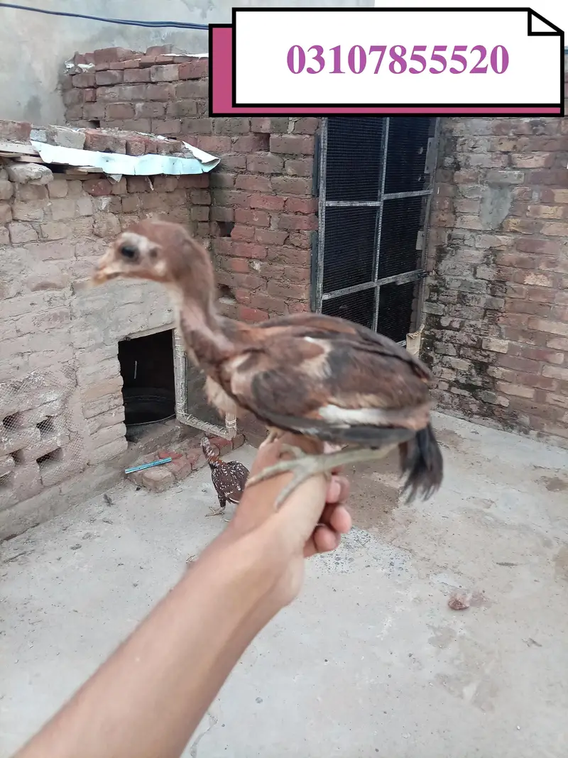 For sale aseel murgi or 4 bacche — photo 7