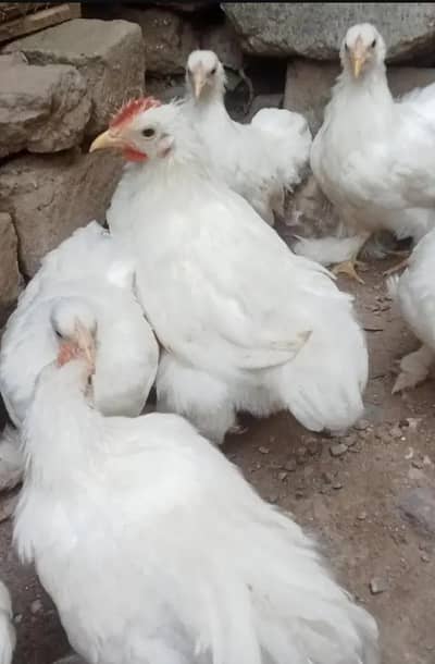 White bantam