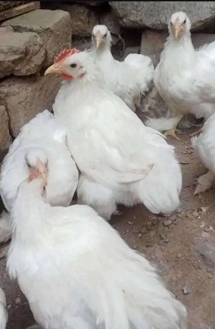 White bantam 0