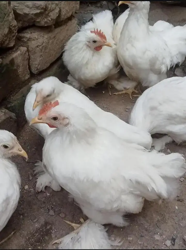 White bantam — photo 2
