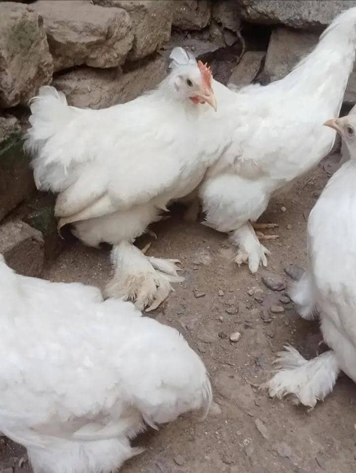 White bantam 2
