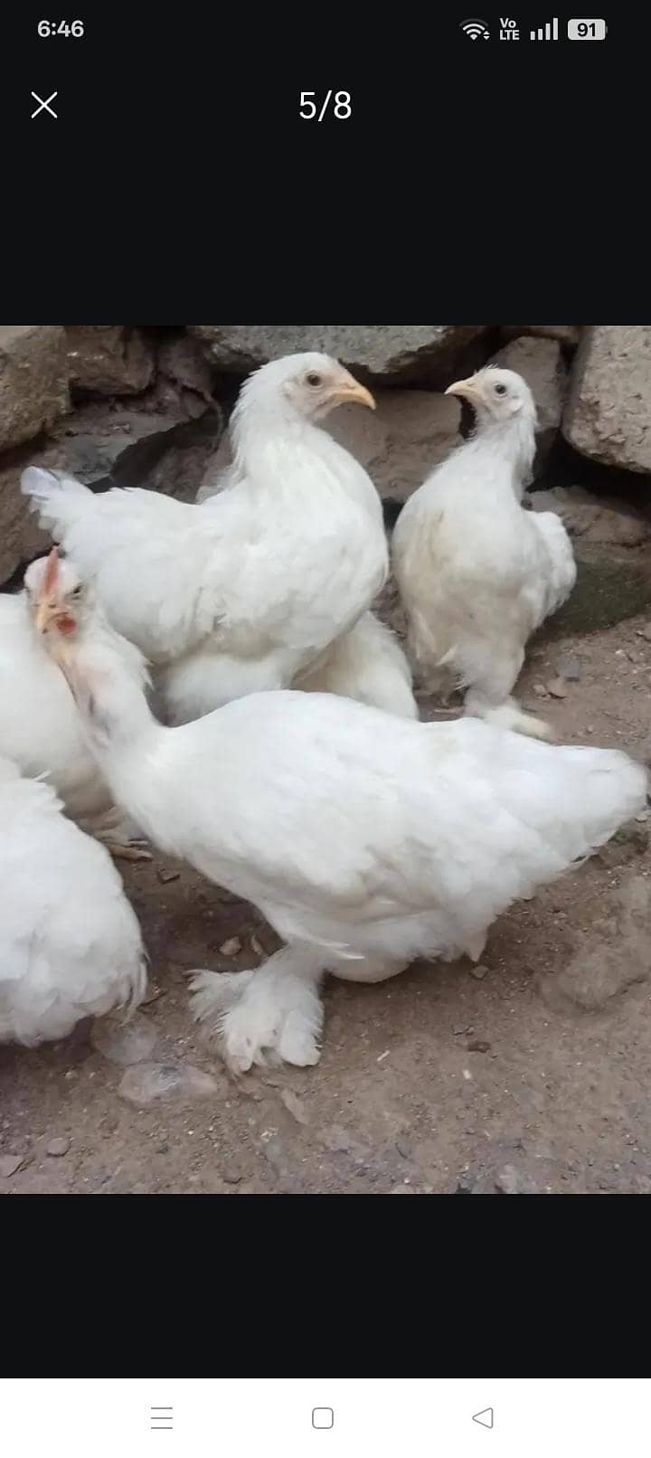 White bantam 3