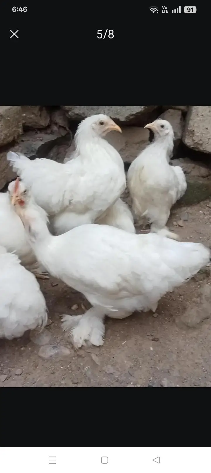 White bantam — photo 4
