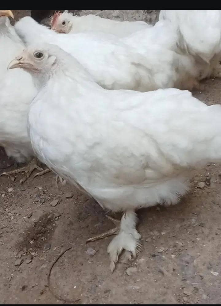 White bantam 4