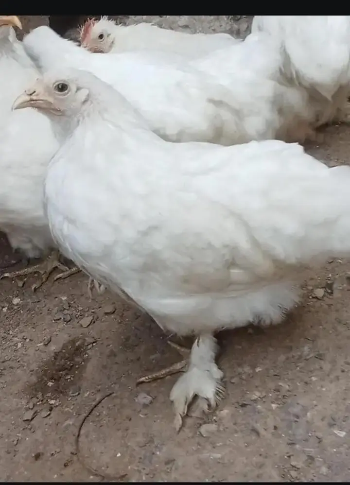 White bantam — photo 5