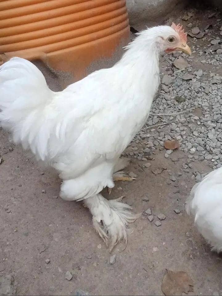 White bantam 5