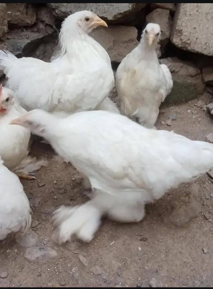 White bantam 6