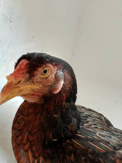 Aseel Hen