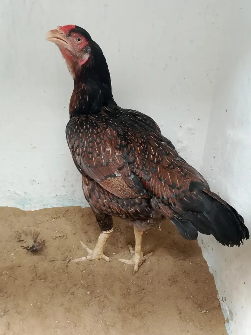 Aseel Hen — photo 2