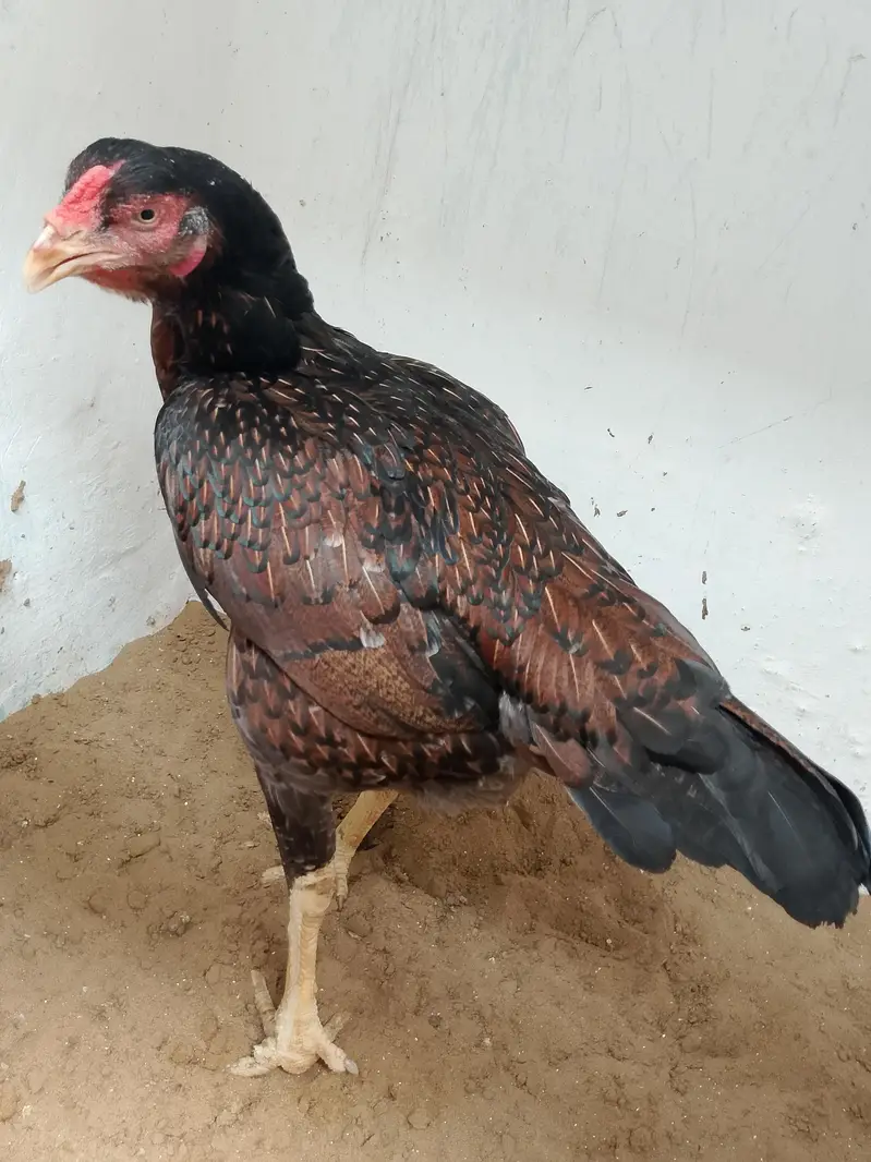 Aseel Hen — photo 3