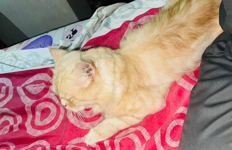 persian cat 2