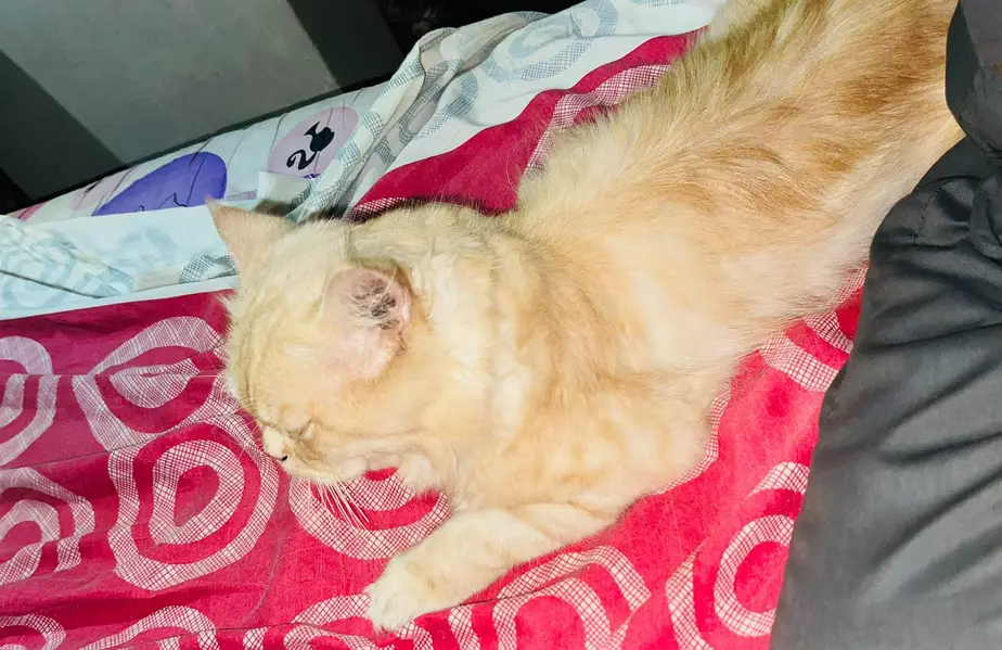 persian cat — photo 3