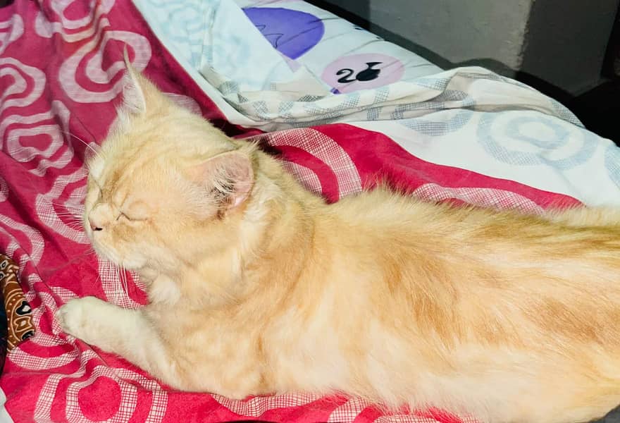 persian cat 3