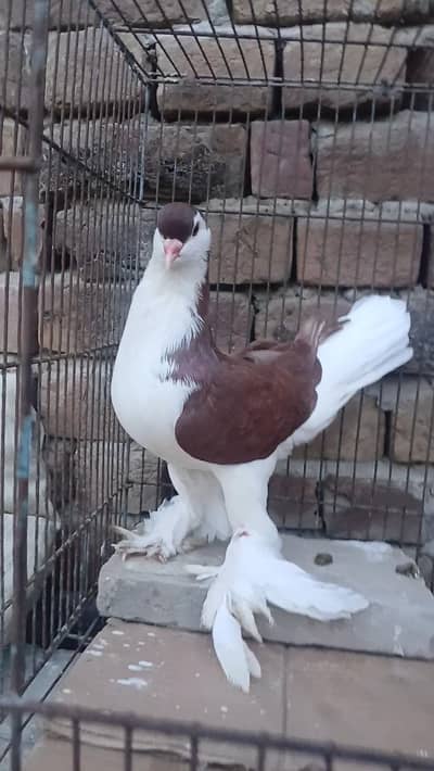 German Sherazi Pigeon Male 3185461922